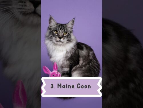 You Won't Believe the Top 10 Cutest Cat Breeds in the World!