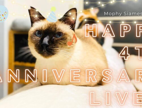 元野良の保護猫モフィお迎え４周年記念生放送！おリッチなおやつをご用意致しました【シャム猫/シャムミックス＆北欧猫/ノルウェージャンフォレストキャット】#cat #japanesecat