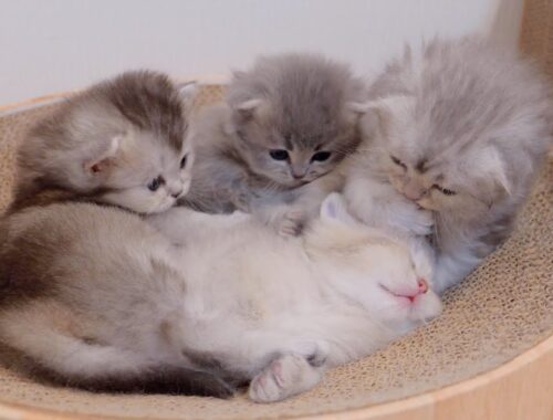 It's milk time! The kittens waking up their oversleeping siblings were so cute...