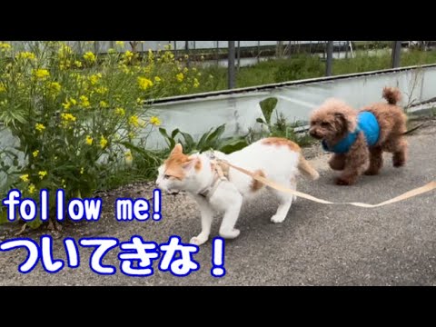 猫と犬が一緒に散歩！ララくん大はしゃぎ。シャム子が玄関先で訓練中に、、、、動画最後にご報告と謝罪　#cat #元野良猫 #ねこ #保護猫 #癒し