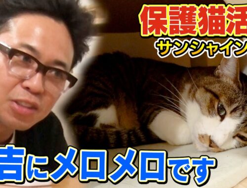 【サンシャイン池崎】新入りネコの佐吉が可愛すぎて積極的に触りにいく猫おじさんでした【保護猫活動】