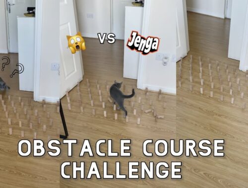 OBSTACLE COURSE CHALLENGE | cat vs jenga