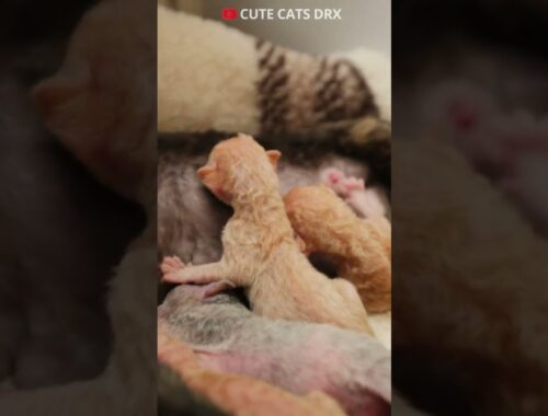 2 Day old kitten Devon Rex. Black Cat Giving Birth To 3 Red and one blue #shortsvideo