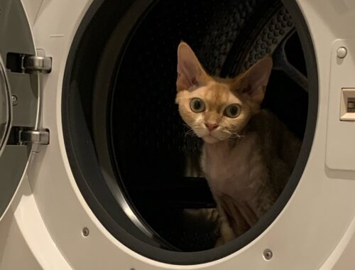 デボンレックス兄は洗濯機に興味津々です(Devon Rex cat interested in a washing machine)