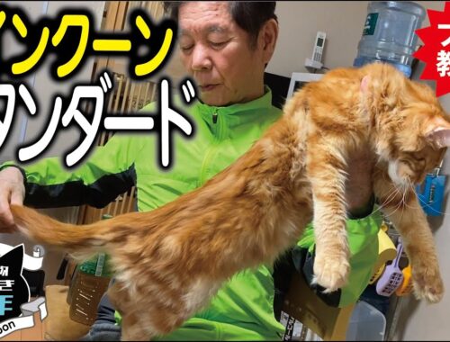 【メインクーン飼主必見】長毛種大型猫メインクーンのスタンダードとは？ショーキャットの基準、審査ポイント／メインクーンキャッテリー東京小野クーン