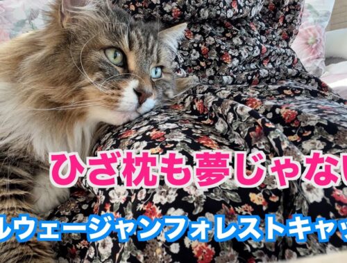 ひざ枕が好きな猫☆ノルウェージャンフォレストキャット