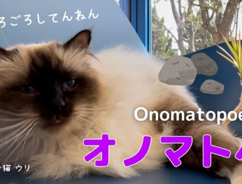 ごろごろしているバーマン猫ウリ【オノマトペ】Onomatopoeia（バーマン猫）Birman/Cat