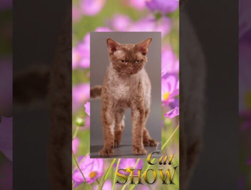 Two young Devon Rex boys at the Dreamcatcher cattery.