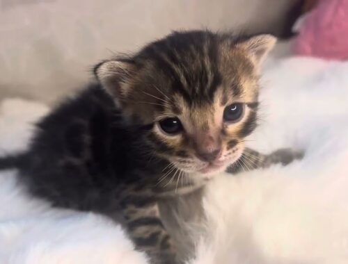 生後３週間のベンガルの子猫 Bengal Kitten UN-Purple【AngelRoseBengals】2024/3/22オス