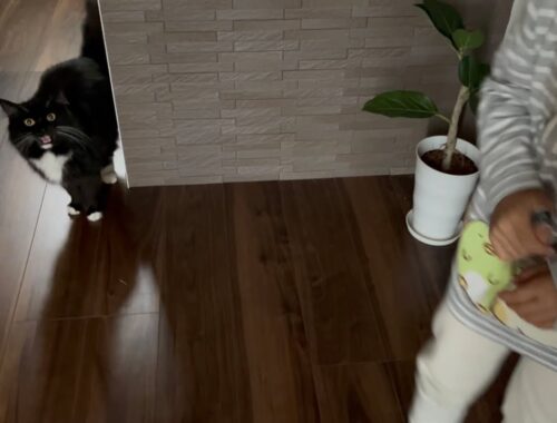 旅行中の飼い主の帰りを待ち侘びた猫　ラガマフィン　A cat waits for its owner to return from a trip