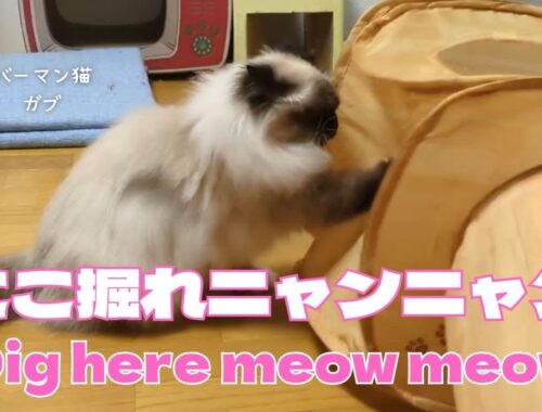 バーマン猫ガブ【ここ掘れニャンニャン】Dig here meow meow（バーマン猫）Birman/Cat
