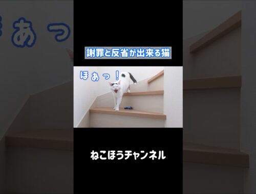 日本語で謝罪と反省が出来る天才猫 #shorts