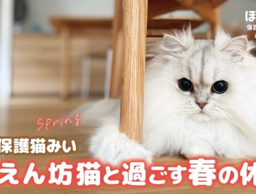 【猫動画】保護猫みい｜甘えん坊なペルシャ猫と過ごす春の休日#42