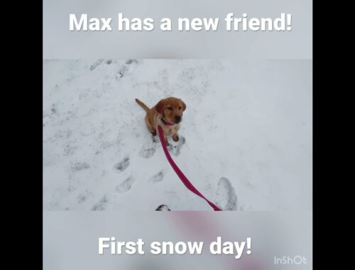 Max has a New Friend!