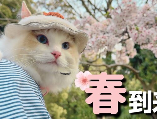 猫と桜を見ながら散歩したら帽子をかぶって歩き回る姿が可愛すぎたw｜ラグドール｜猫との暮らし｜