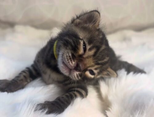 眠くて眠くて耐えられない生後３週間のベンガルの子猫 Bengal Kitten UN-Yellow【AngelRoseBengals】2024/3/22オス