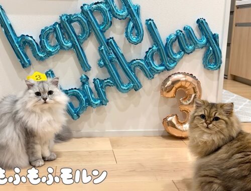 もふもふ猫の3歳の誕生日！ 【サイベリアン】