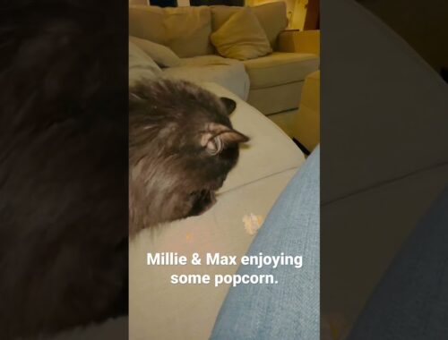 Millie & Max Like Popocorn