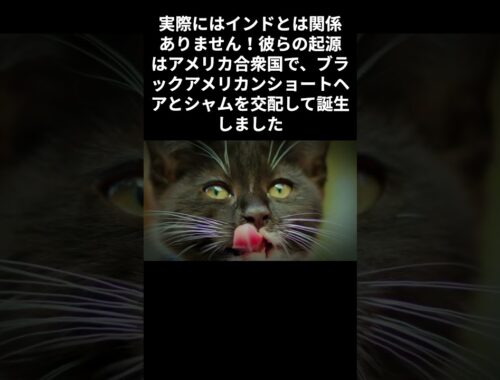 【ボンベイの雑学】 #cat #雑学  #ねこ