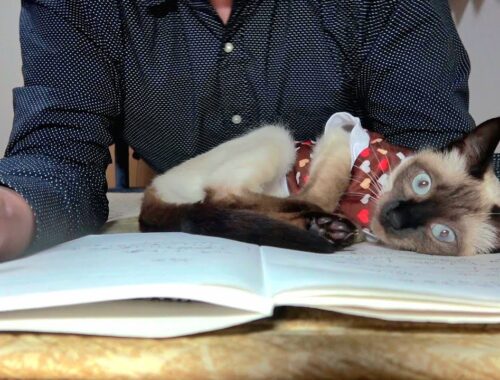 ノートひらいて書き物してると割り込んで来るシャム子猫✒