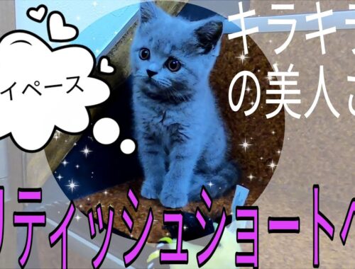 【ブリティッシュ ショートヘアー】可愛さ抜群☆★癒やしの子犬子猫チャンネル★☆綺麗なブルー、瞳キラキラ、オットリさん。