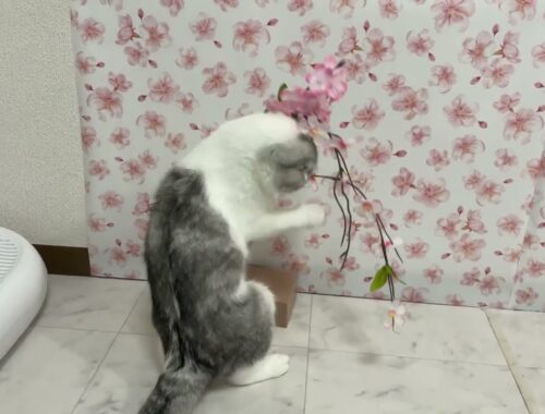 【花見】お花見をする猫が可愛すぎるｗ