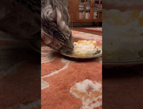 ユキオさん、シンタローくんの誕生日ケーキ盗み食い🎂😹2人のだからね#cat #オシキャット#ベンガル #癒し動画