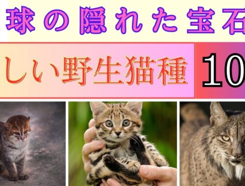 世界の珍しい野生猫種10選‼︎