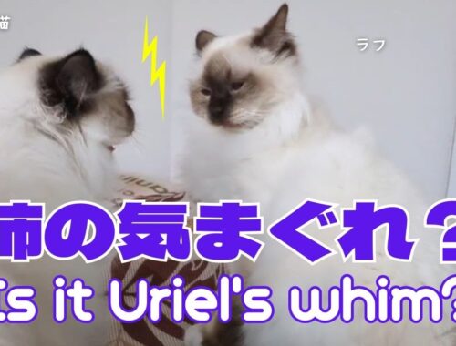 バーマン猫ウリとラフ【姉の気まぐれ？】Is it Uriel's whim?（バーマン猫）Birman/Cat