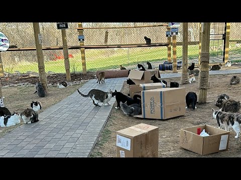 Furball Farm Cat Sanctuary is live!