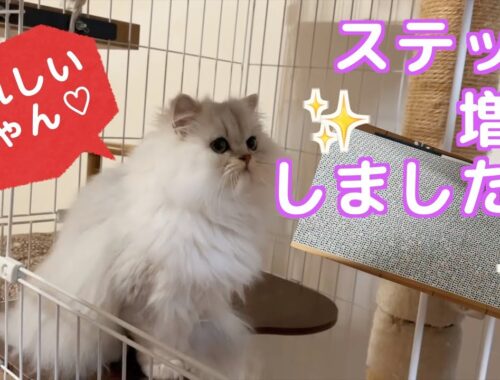 【猫】ペルシャ猫のひめちゃんステップ増設で大喜び！