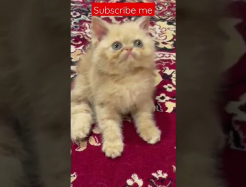 beautiful kitty 😺 very funny 🤣 nice kitty #viral #ytshorts #tiktok #youtubeshorts #kitten #cat #cute