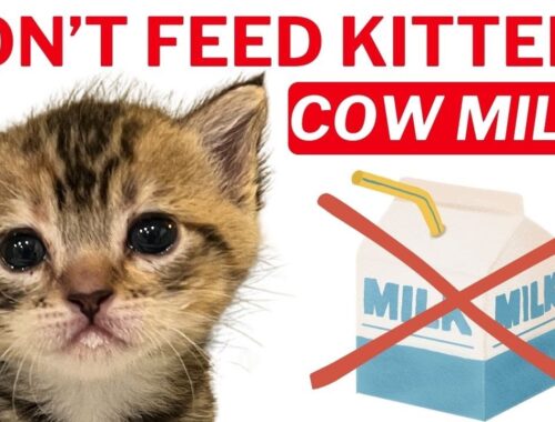Don't Feed Kittens Cow Milk!