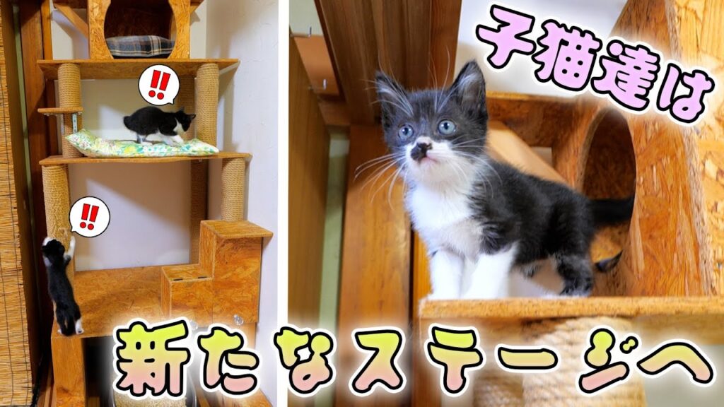 子猫達が初めてボス吉キングタワーを登りました🗼🐈🐈【仲良し子猫姉妹の成長記録】 子猫達が初めてボス吉キングタワーを登りました🗼🐈🐈【仲良し子猫姉妹の成長記録】