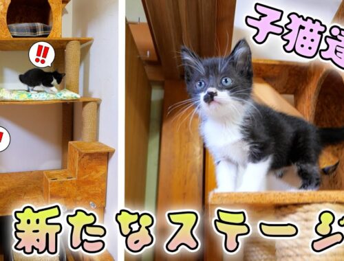 子猫達が初めてボス吉キングタワーを登りました🗼🐈🐈【仲良し子猫姉妹の成長記録】