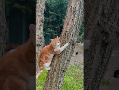 Brown cat hanging on tree #animalshorts #animals #trending #funnyanimals #cats