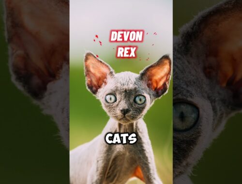 DEVON REX Cat vs CORNISH REX 😻 #catshorts #devonrex #cornishrex