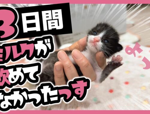 【緊急保護】3日間ミルクが飲めてなかった143ｇの子猫たち 目が開いて間もないっぽい【保護猫生活1日目】