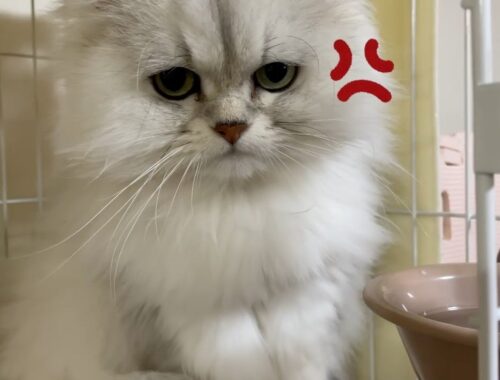 【ペルシャ猫】ツンデレペルシャ猫ツンとデレの差が掛け離れすぎてビックリ❣️どっちのお顔も可愛すぎるひめちゃんです