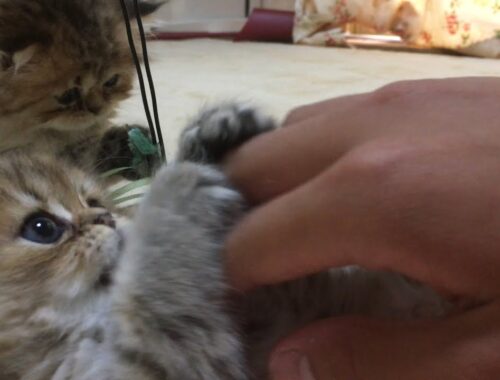 【チンチラゴールデン】ペルシャ猫の子猫たち (トラとミィー)