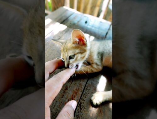 Bite Me #manxcat #viral #kitten #cat #cute #youtubeshorts