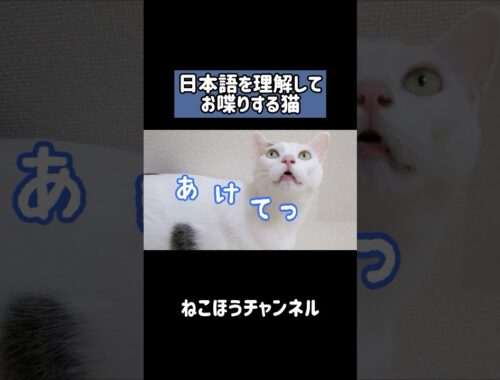 日本語を完全に理解してる天才猫 #shorts