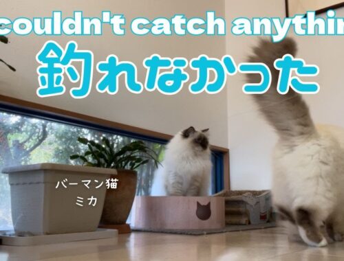 バーマン猫ミカとガブとラフ【釣れなかった】I couldn't catch anything（バーマン猫）Birman/Cat