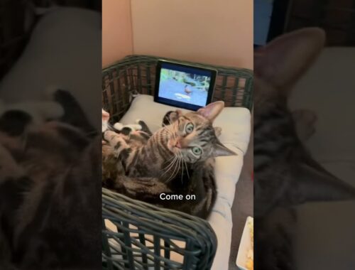 CAUGHT MY CATS ON A CATFLIX AND CHILL DATE 😹 #shorts