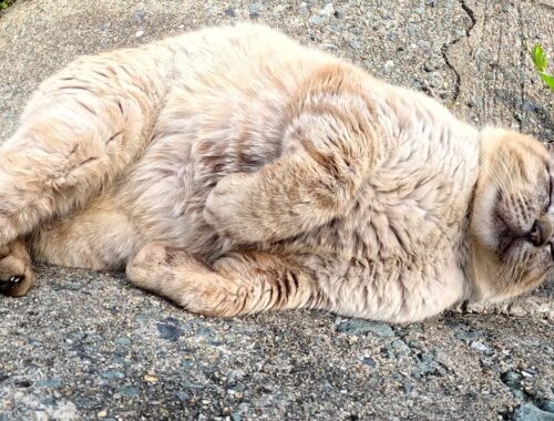 おじいちゃんシャム猫が道の端でメチャクチャ気持ちよさそうにお昼寝する