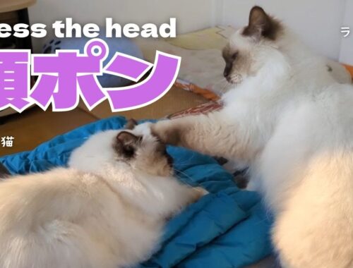 バーマン猫ミカとラフ【頭ポン】Press the head（バーマン猫）Birman/Cat