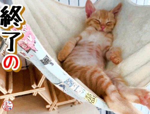 【子猫 保護】眠る子猫達と終了のお知らせ＋おまけコーナー