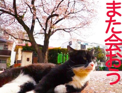 護り猫たち、桜の下へ里帰りするCherry blossom viewing with my fatal cats