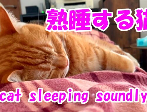 私のお腹の上で熟睡する猫さりり【A cat sleeping soundly on my stomach】