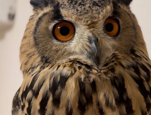 #889 飼い主の動きが気なるフクロウAn owl that is curious about its owner's movements.【ベンガルワシミミズク】